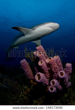 Caribbean Reef Shark in the Bahamas