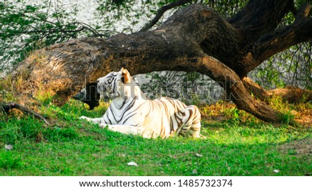 White Tiger Looking For His friend 