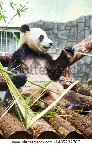 Funny big Panda sitting on the logs and eating bamboo. Panda in the Moscow zoo, Russia
