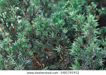 Closeup of Beautiful green christmas leaves of Thuja trees on green background. Thuja twig, Thuja occidentalis is an evergreen coniferous tree.