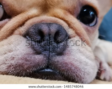Closeup picture​ the sleepy dognose 