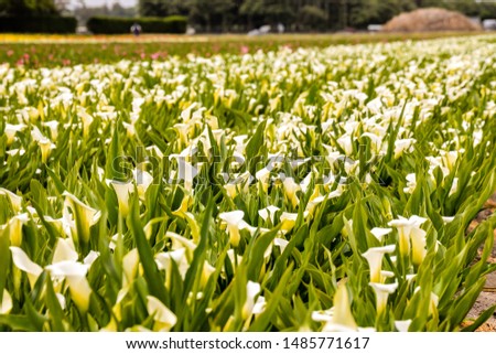 Photo picture of Calla flower colored garden field cultivation