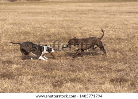 Two dogs in the meadow, wrestling and dragging on a toy, dog training, cloudy