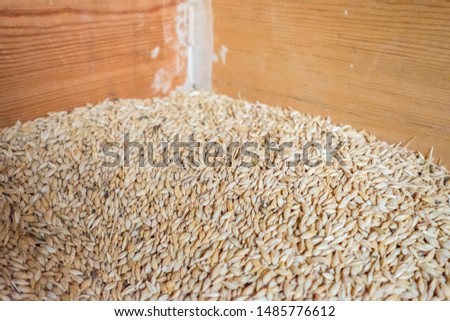 Barley in a box for rabbits. Dry cereals for feed