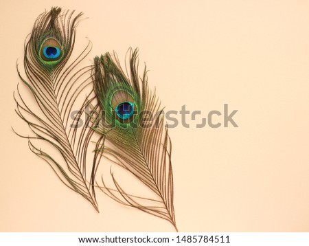 Clothing and home decoration. Beautiful peacock's feathers on light pink background. Top view with copy space for text. Royalty-Free Stock Photo #1485784511