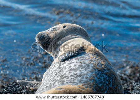 Portrait of wild grey seal (Halichoerus grypus) at Ytri Tunga Beach in Snæfellsnes Peninsula, Western Iceland