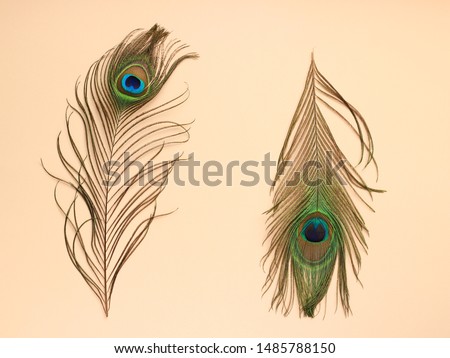 Clothing and home decoration concept. Peacock feathers on light pink background. Top view with copy space. Royalty-Free Stock Photo #1485788150