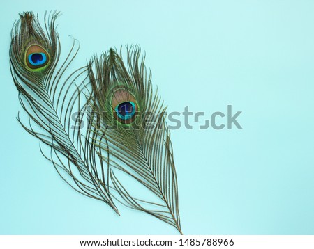Clothing and home decoration. Peacock feathers on light blue background. Copy space for text. Royalty-Free Stock Photo #1485788966