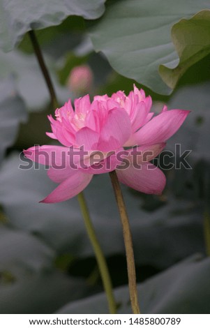 Close up Lotus Flower in pond, natural background