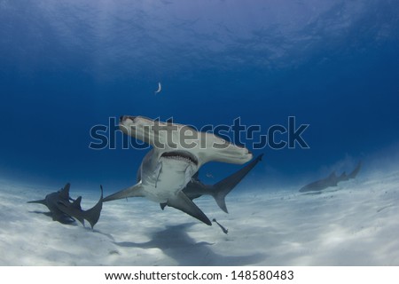 Great Hammerhead Sharks in Bimini, Bahamas