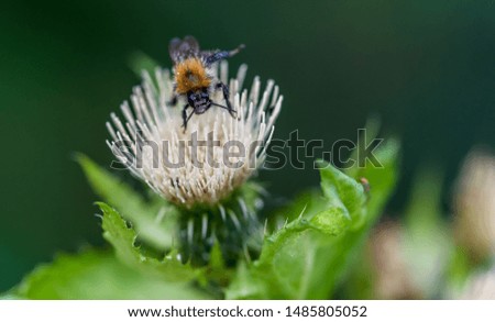 Macro Photograph of a Wildflower and insect in a Forest in Latvia