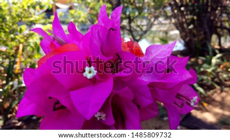 photo flowers with high quality and can be used to decorate picture frames and various background template needs