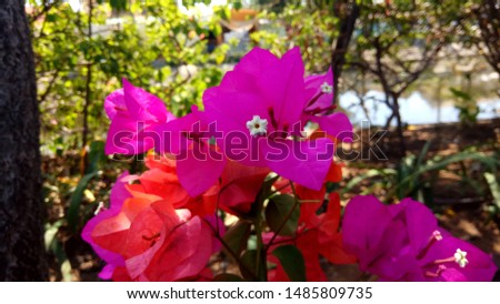 photo flowers with high quality and can be used to decorate picture frames and various background template needs