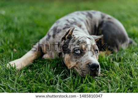 Cute bully dog puppy with blue eyes