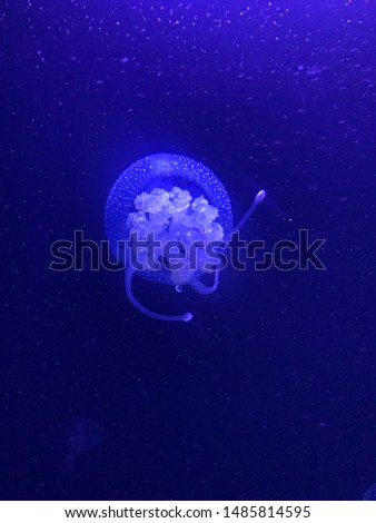Jellyfish swimming underwater, you can identify all his different body parts in this picture.