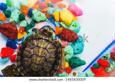 little turtle in the aquarium