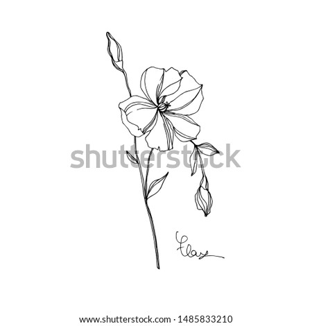 Vector Flax floral botanical flowers. Wild spring leaf wildflower isolated. Black and white engraved ink art. Isolated flax illustration element on white background.
