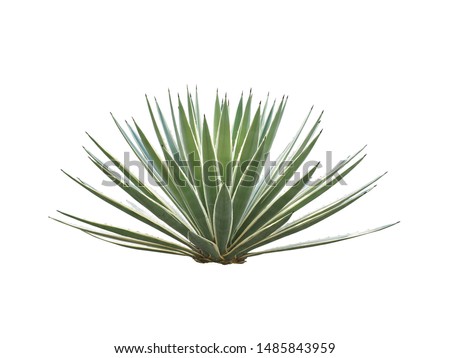 Agave plant isolated on white background.,This has clipping path. Royalty-Free Stock Photo #1485843959