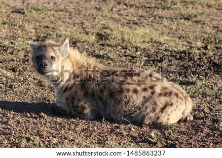 Spotted hyena in the Masai Mara National Park, Kenya.