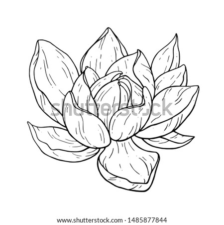 Beautiful black lotus flower monochrome vector hand work illustration is isolated on a white background. Decorative element for design