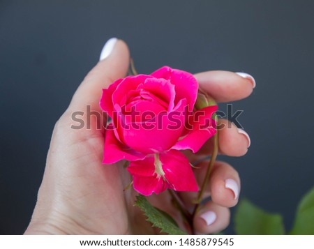 Pink rose bud, on a black background