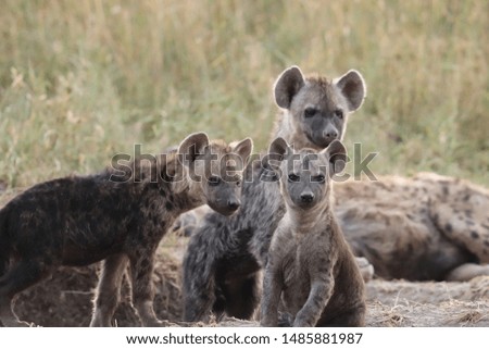 Spotted hyena cub, Masai Mara National Park, Kenya.