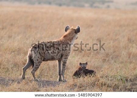 Spotted hyena mom and cubs, Masai Mara National Park, Kenya.