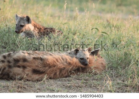 Spotted hyena mom and cubs, Masai Mara National Park, Kenya.