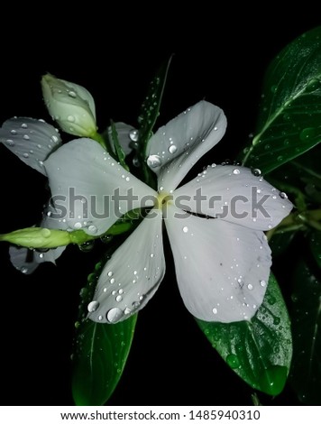 What a beautiful flower at night 