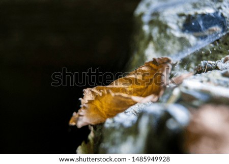 Dry autumn leaf lies on a stone. Close-up.