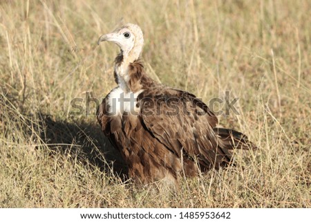 Small vulture, Masai Mara National Park, Kenya.