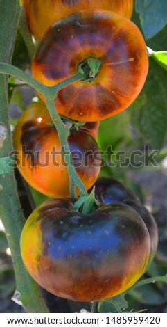 “Lucid Gem tomato” is a recent creation of Brad Gates’, which he states is a sister line to Blue Beauty. It has a yellow epidermis, with a red/yellow bicolor interior  Royalty-Free Stock Photo #1485959420
