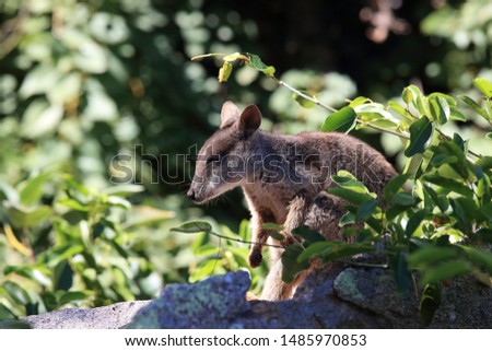allied rock-wallaby , Petrogale assimilis Magnetic Island in Queensland, Australia