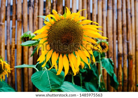Sunflower blooming on bamboo background. Sunflower oil improves skin health.