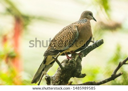 Closeup Turtle-Dove on the tree