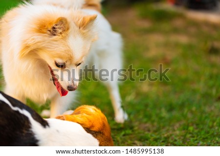 Two dogs playing on a green grass in garden. Beagle dog with pomeranian spitz klein. Two breeds copy space