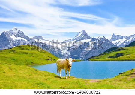 Cow in front of beautiful Bachalpsee in the Swiss Alps posing for pictures. Famous mountains Eiger, Jungfrau, and Monch in background. Cow Alps. Switzerland in late summer. Snow-capped mountains.