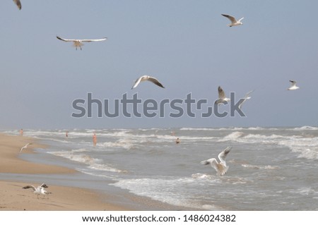 
flock of seagulls over the seashore