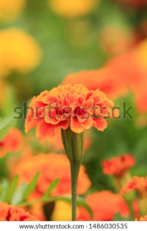 Margold yellow flower,marigold tree,orange marigold,marigold petals Royalty-Free Stock Photo #1486030535