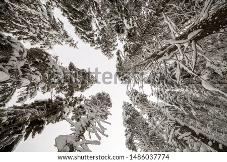 Beautiful winter picture. Tall spruce trees covered with deep snow and frost on clear sky background. Happy New Year and Merry Christmas greeting card.