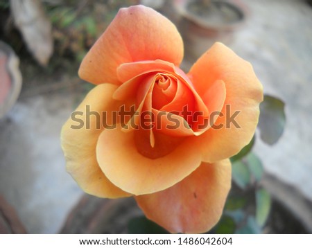 A beautiful red orange pink rose, a hybrid rose