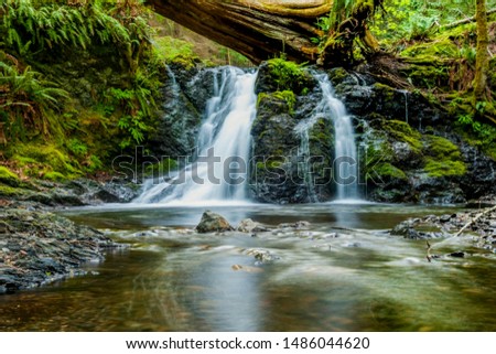 view of a small waterfall in a stream in the middle of the forest