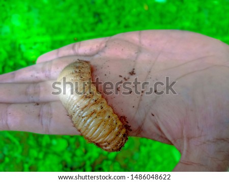 Worm Coconut Rhinoceros Beetle Sleeping on the hand.