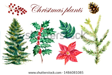 Watercolor collection of Christmas plants with red berries and cone on a white background