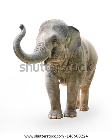 Elephant on a white background  Royalty-Free Stock Photo #148608224