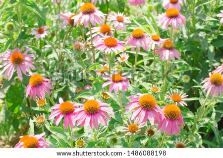 Bright pink echinacea flowers close-up. A vibrant growing patch of Echinacea Purpurea also known as Purple Coneflower. Selective focus image.
