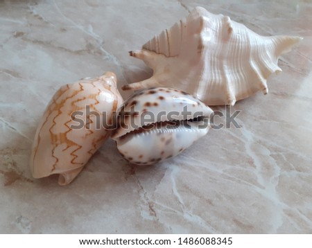 Three beige seashells on a beige table