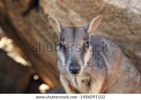 allied rock-wallaby , Petrogale assimilis Magnetic Island in Queensland, Australia