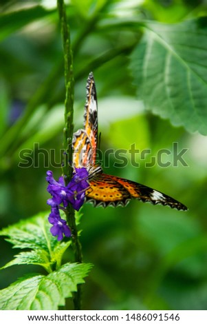 butterfly in the nature with multiple colors caught in the wild nature leaf colorful 