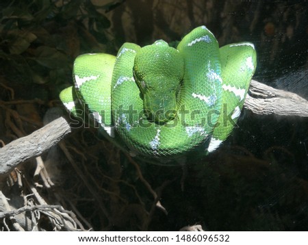 This is raw picture of green snake